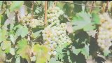 Découvrez CO2 BIO : la première plateforme française d'achat/revente de CO2 fermentaire