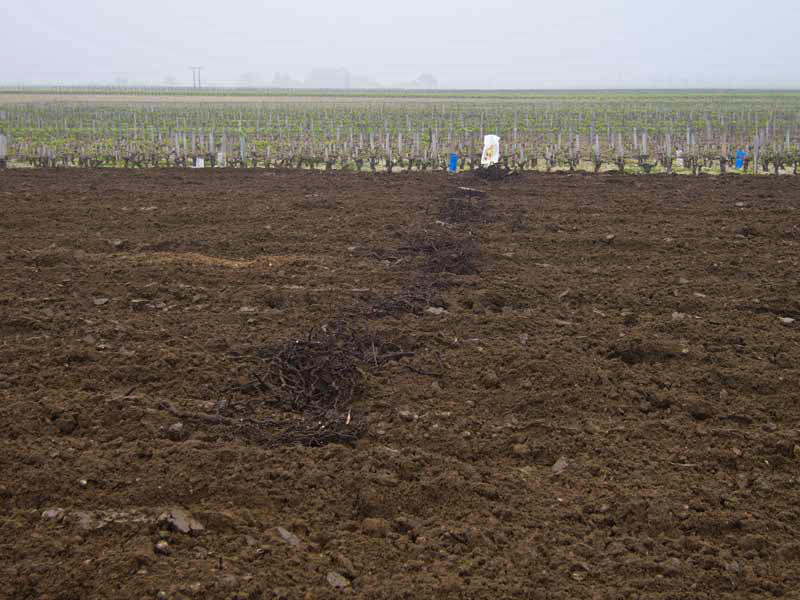 Roots eliminated between two passes of the monosoc plough