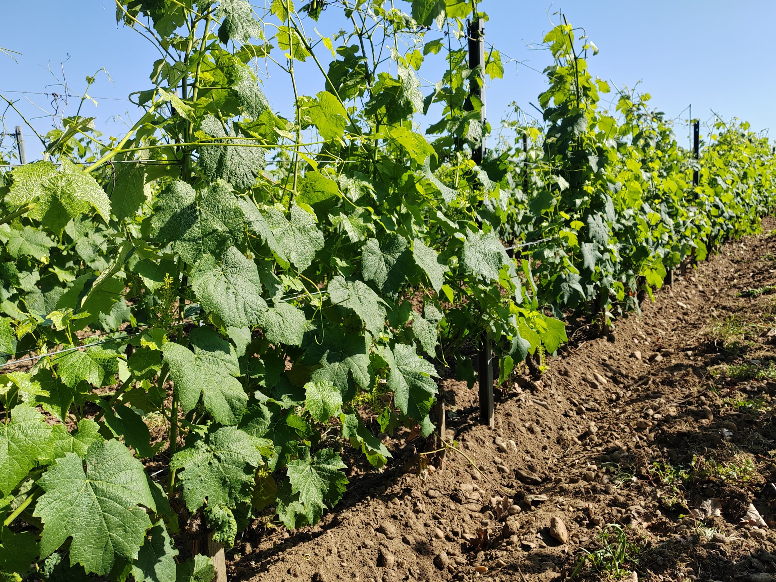 Petit verdot avant effeuillage pneumatique