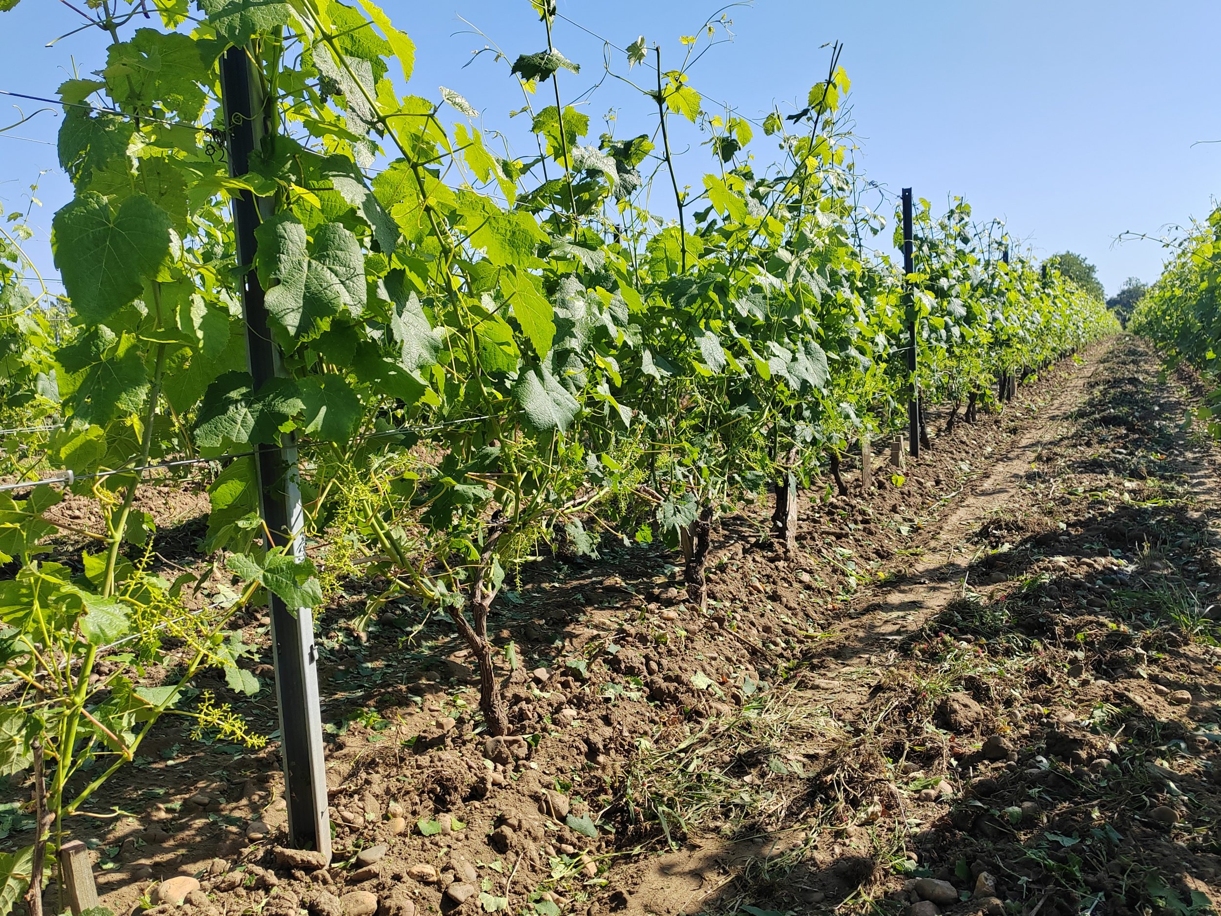 Petit verdot après effeuillage pneumatique