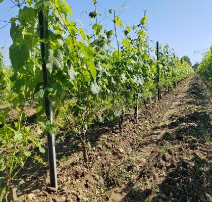 Vine with leaves removed