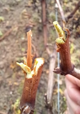 Quality of cut of a pre-cutter