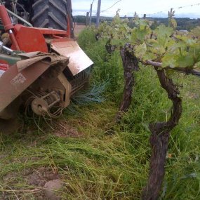 Tondeuse intercep