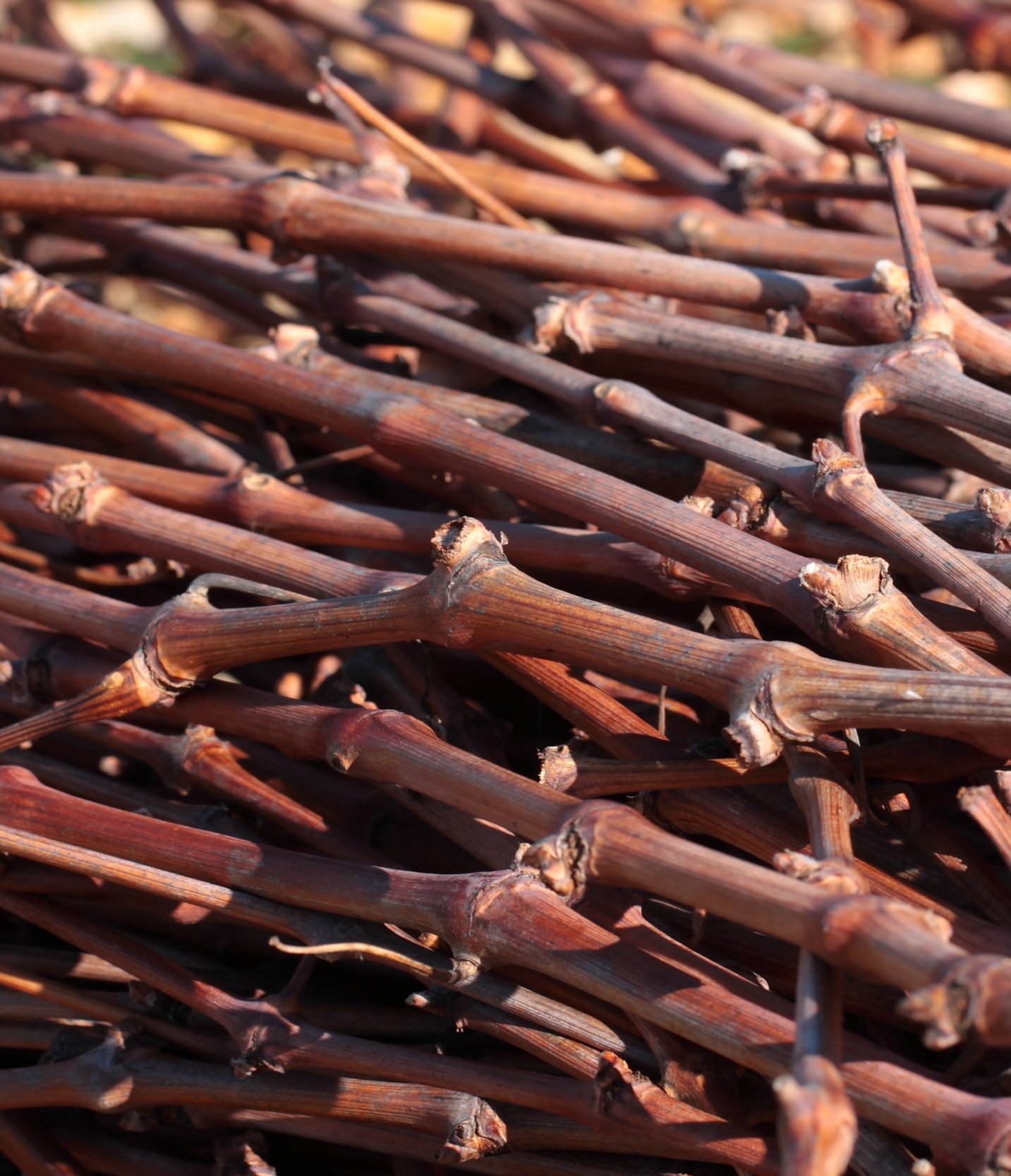 broyeur de sarments de vigne